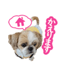 シーズー大好き1（個別スタンプ：12）