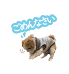 シーズー大好き1（個別スタンプ：14）