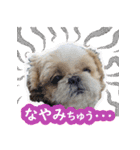 シーズー大好き1（個別スタンプ：18）