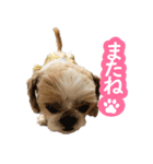 シーズー大好き1（個別スタンプ：20）