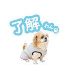 シーズー大好き1（個別スタンプ：24）