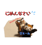 しんごスタンプ3（個別スタンプ：6）