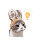 スコティッシュフォールド ミーミーの日常！（個別スタンプ：7）