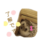 ハリネズミのたろ（個別スタンプ：1）