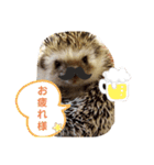 ハリネズミのたろ（個別スタンプ：2）