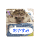 ハリネズミのたろ（個別スタンプ：3）
