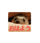 ハリネズミのたろ（個別スタンプ：4）