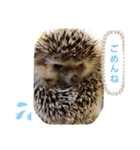 ハリネズミのたろ（個別スタンプ：6）