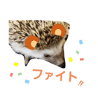 ハリネズミのたろ（個別スタンプ：11）