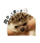 ハリネズミのたろ（個別スタンプ：12）