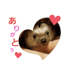 ハリネズミのたろ（個別スタンプ：14）