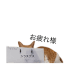 うちのねこのしらす（個別スタンプ：4）