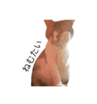 うちのねこのしらす（個別スタンプ：8）