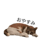 うちのねこのしらす（個別スタンプ：10）