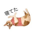 うちのねこのしらす（個別スタンプ：11）