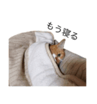 うちのねこのしらす（個別スタンプ：12）