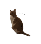 うちのねこのしらす（個別スタンプ：13）