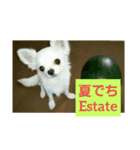 リアル チワワ アンジェロでち（個別スタンプ：2）