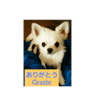 リアル チワワ アンジェロでち（個別スタンプ：4）