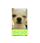 リアル チワワ アンジェロでち（個別スタンプ：8）