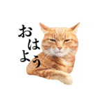 おおきにトラちゃん（個別スタンプ：1）