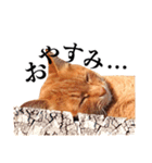 おおきにトラちゃん（個別スタンプ：2）