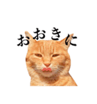 おおきにトラちゃん（個別スタンプ：3）