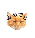 おおきにトラちゃん（個別スタンプ：5）