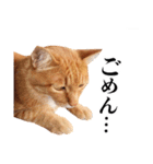 おおきにトラちゃん（個別スタンプ：6）