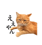 おおきにトラちゃん（個別スタンプ：7）