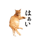 おおきにトラちゃん（個別スタンプ：10）