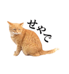 おおきにトラちゃん（個別スタンプ：11）