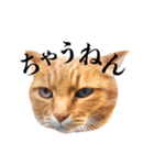 おおきにトラちゃん（個別スタンプ：12）