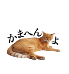 おおきにトラちゃん（個別スタンプ：13）