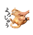 おおきにトラちゃん（個別スタンプ：14）