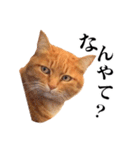 おおきにトラちゃん（個別スタンプ：15）