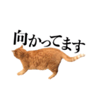 おおきにトラちゃん（個別スタンプ：19）