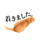 おおきにトラちゃん（個別スタンプ：20）