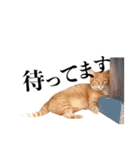 おおきにトラちゃん（個別スタンプ：21）