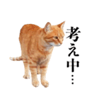 おおきにトラちゃん（個別スタンプ：23）