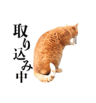 おおきにトラちゃん（個別スタンプ：24）