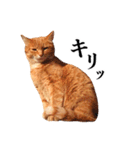 おおきにトラちゃん（個別スタンプ：30）