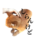おおきにトラちゃん（個別スタンプ：32）