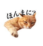 おおきにトラちゃん（個別スタンプ：33）