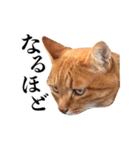 おおきにトラちゃん（個別スタンプ：34）