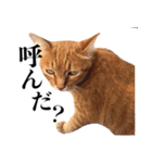 おおきにトラちゃん（個別スタンプ：35）