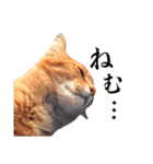 おおきにトラちゃん（個別スタンプ：38）