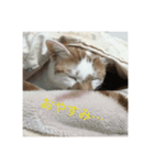 我が家の獅子『モカ』（個別スタンプ：3）