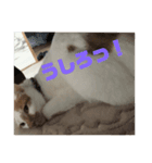 我が家の獅子『モカ』（個別スタンプ：4）