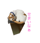 我が家の獅子『モカ』（個別スタンプ：6）